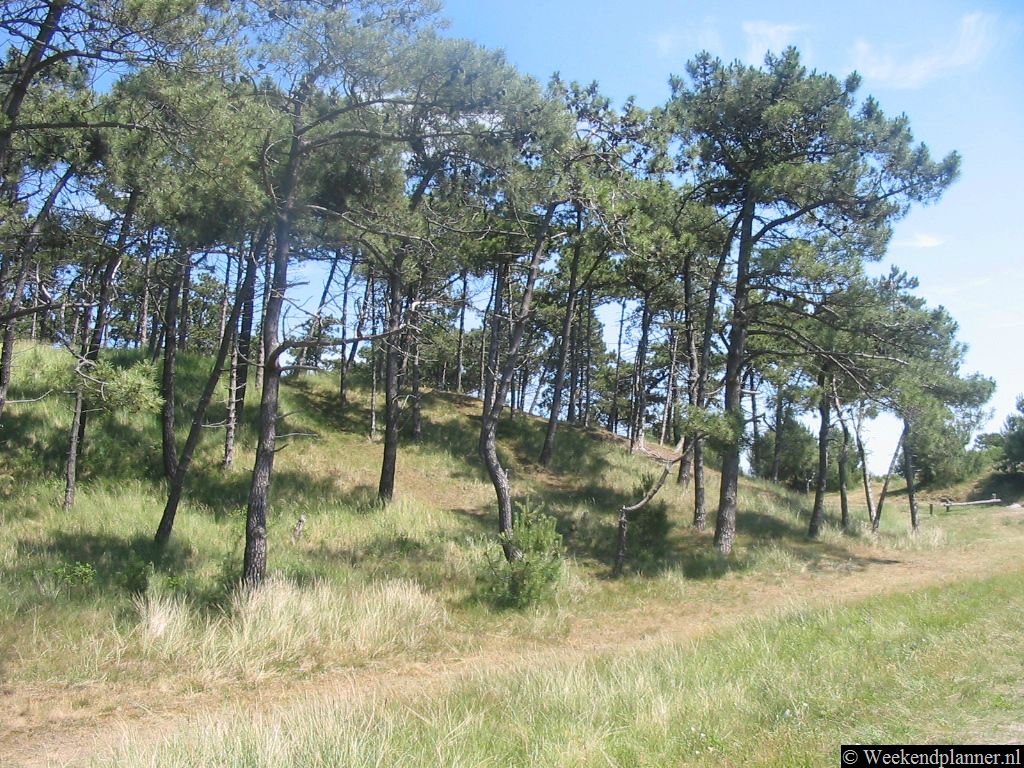 De bossen op Vlieland zijn aan het begin van de vorige eeuw aangepland en bestaan vooral uit lekker ruikende naaldbomen die het zand moeten vasthouden. Tegenwoordig worden er ook loofbomen geplant.