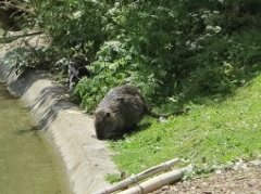muskusratten