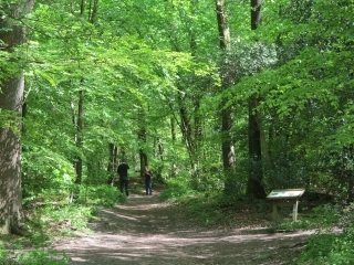 wandelen in bos