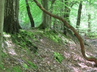 bos Teutoburger Woud