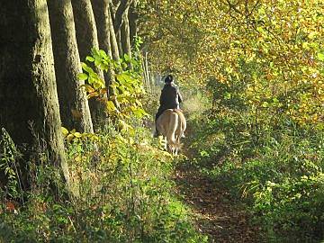paardrijden bossen