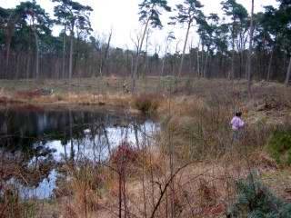 vennen Oisterwijk