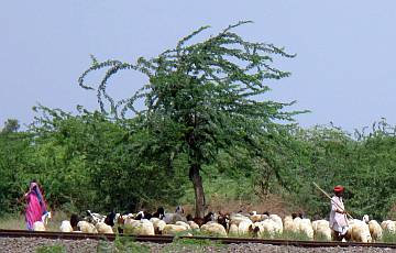 Thar Desert