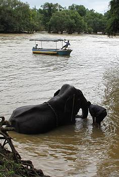 Dubare Elephant Camp