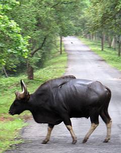 Gaur