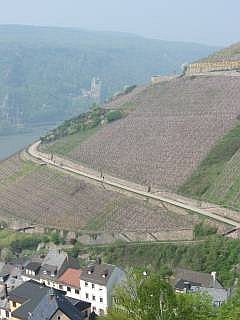 Rheingau