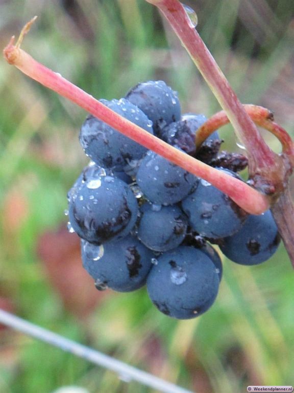 In de wijnregio Côte de Nuits draait het allemaal om deze druiven, de Pinot Noir. De meeste wijngaarden liggen rond de weg N74 tussen Beaune en Dijon en je rijdt er met een auto in een half uur door. Tip: Wijnproeven in Bourgondië.