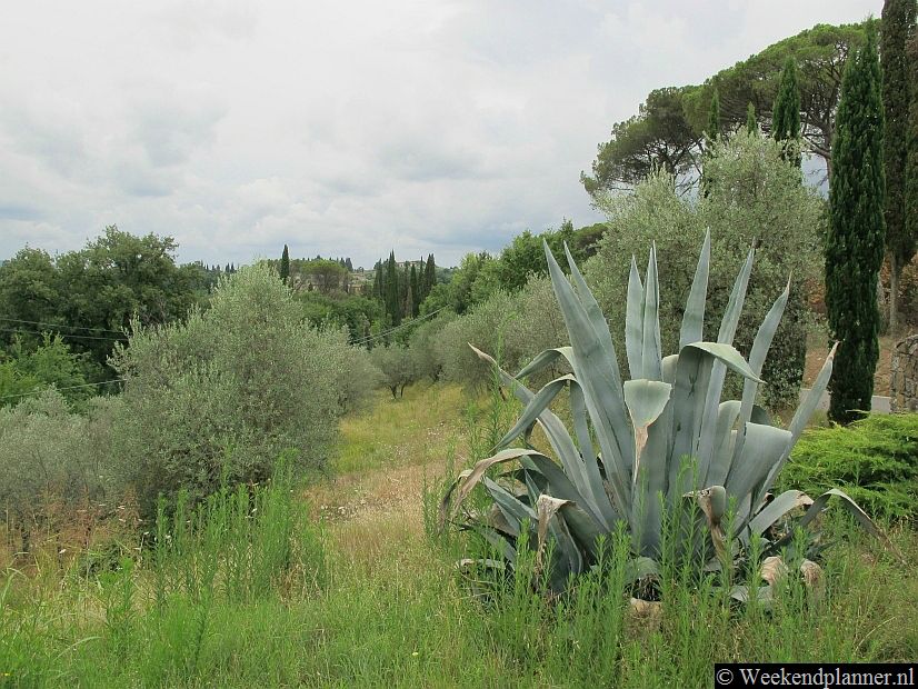 Toscane staat bekend om cipressen, Chianti en natuurlijk pecorino (schapenkaas). Cipressen zie je genoeg in de Chianti-streek.