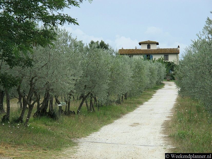 De Chianti-streek staat ook bekend om zijn olijfolie. Deze olijfolie behoort tot de meest gewilde, dus duurste, olijfolie ter wereld. Deze olijfgaard ligt bij  San Casciano, ongeveer 20 km ten zuiden van Florence.