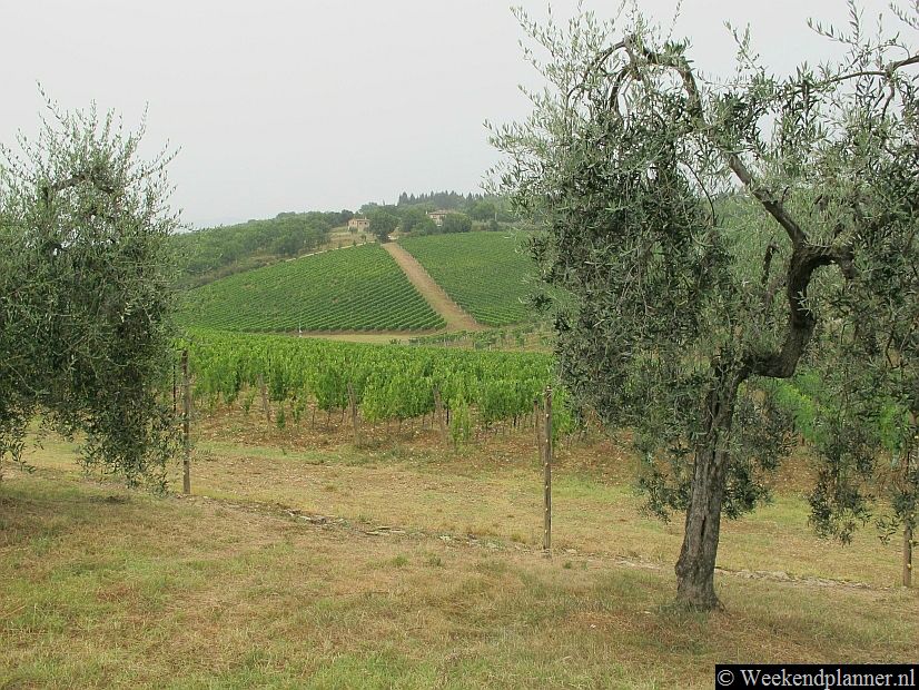 Wijngaarden en olijfbomen in de streek Chianti. De wijnstreek Chianti is van noord naar zuid ongeveer 160 km lang en is dus groter dan bijvoorbeeld die van Bordeaux.