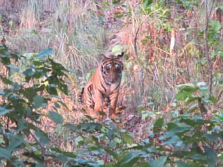 Tijger Corbertt Park