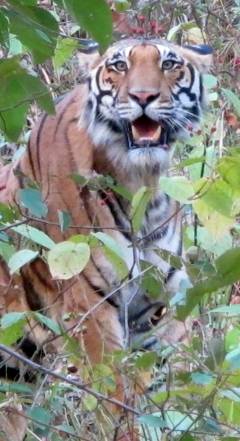 Tijger India