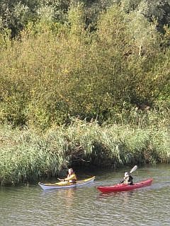 Biesbosch