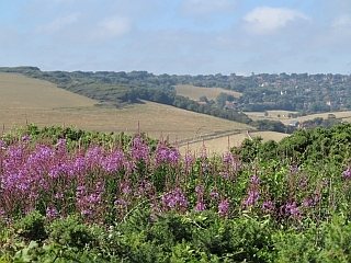 Sussex