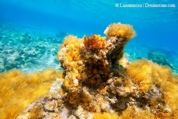 Duiken op Formentera