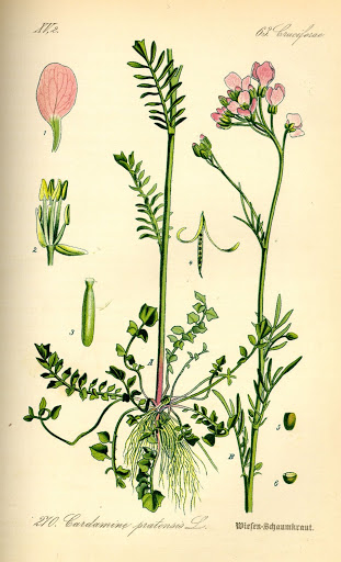 Pinksterbloemen